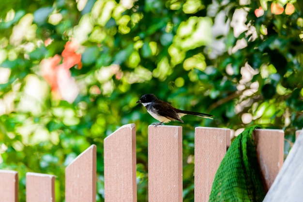 Magpie Standing Calma na cerca de madeira