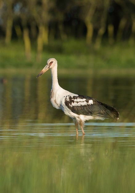 Maguari Cegonha La Pampa Província Patagônia Argentina