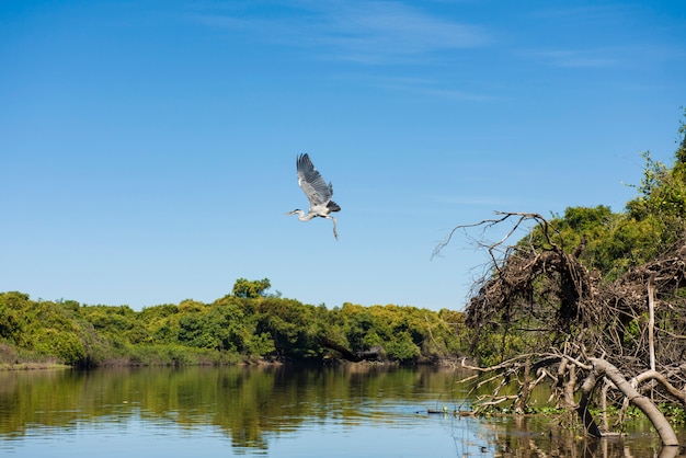 Maguari-Storch (C. maguari), entfernend bei Pantanal (brasilianische Sumpfgebiete), in Aquidauana, Mato Grosso do Sul, Brasilien