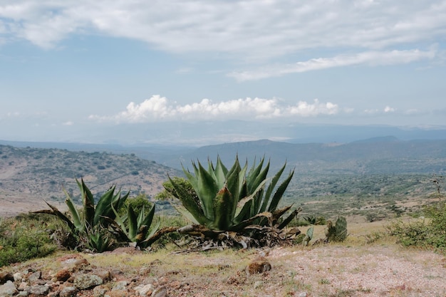 Maguey em uma paisagem mexicana com montanhas e aspecto tradicional de tequila