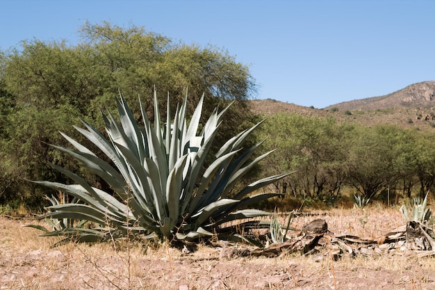 Maguey en México