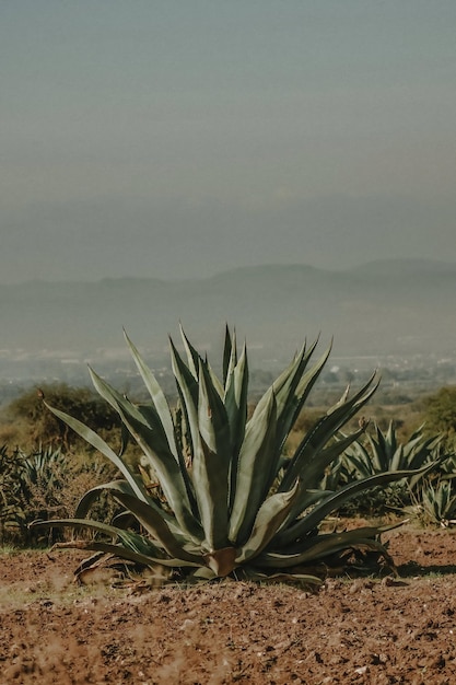 Magueyales in Mexiko