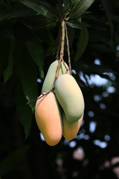 Mahachanok Mango en árbol en el huerto