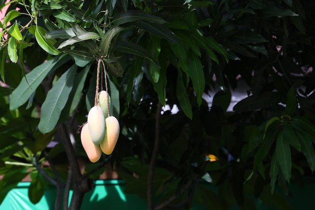 Mahachanok Mango na árvore no pomar