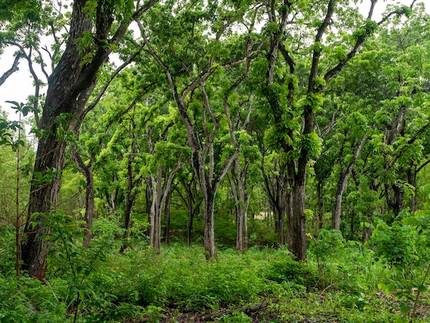 Foto mahagoni-baum swietenia macrophylla-wald in gunung kidul yogyakarta, indonesien