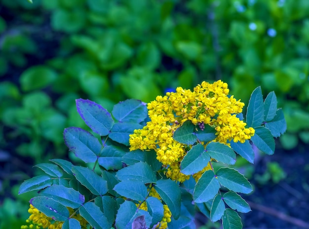 Foto mahonia aquifolium leuchtend gelbe blüten eines mahonia japonica busches