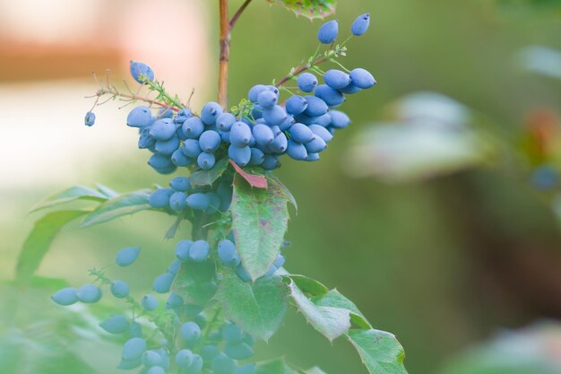 Foto mahonia aquifolium oregongrape ou uva de oregon amadurecem em galhos frutos da planta de mahônia