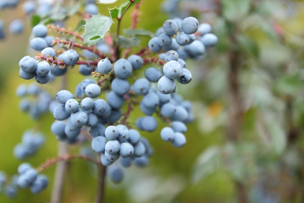 Mahonia-Strauch Zweig mit stacheligen Blättern und blauen Beeren auf einem verschwommenen Hintergrund Oregon-Traube Mahonia-Zweig dunkelblaue Traubenbeeren Nahaufnahme