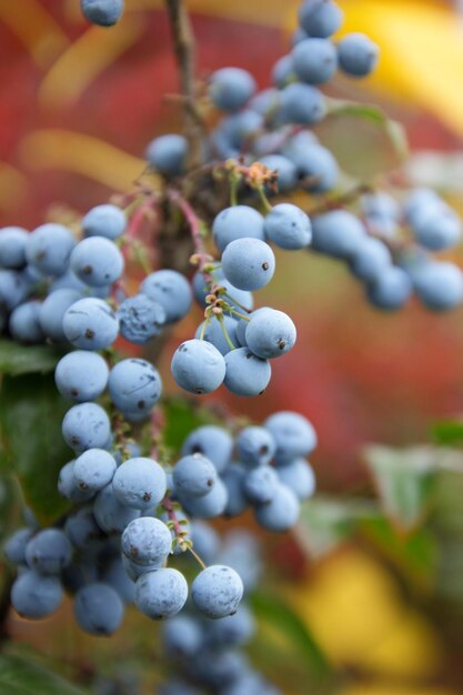 Mahonia-Strauch Zweig mit stacheligen Blättern und blauen Beeren auf einem verschwommenen Hintergrund Oregon-Traube Mahonia-Zweig dunkelblaue Traubenbeeren Nahaufnahme