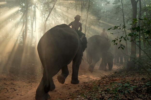 Mahout im Dorf Chang, Provinz Surin Thailand.