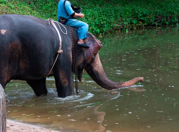 Mahout sentado en la espalda de un elefante Cruzar la piscina