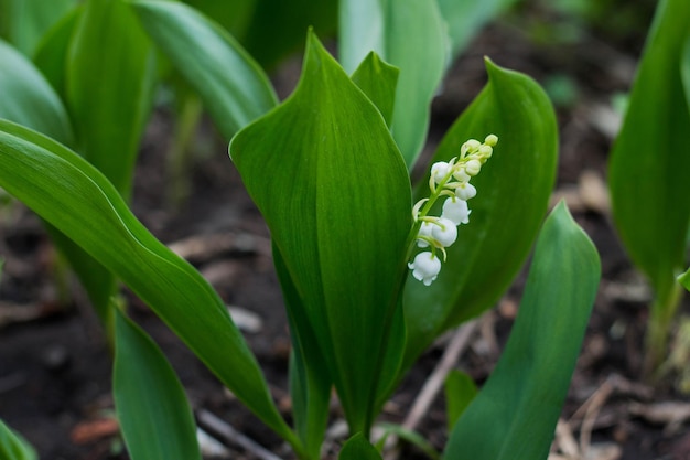 Maiglöckchen blühen im Frühlingsgarten