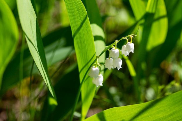 Maiglöckchen blüht Convallaria majalis mit winzigen weißen Glocken, die in Deutschland Maiglöckchen genannt werden