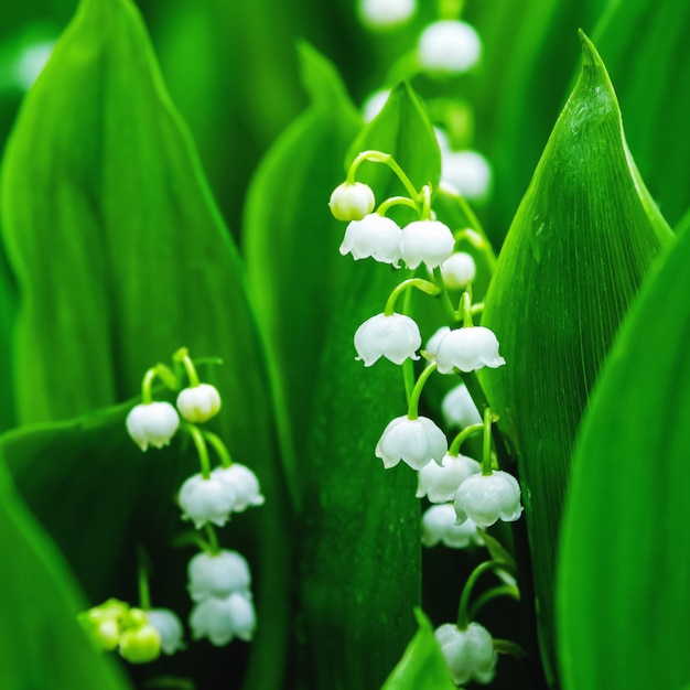 Maiglöckchen blüht im regnerischen Frühlingswald