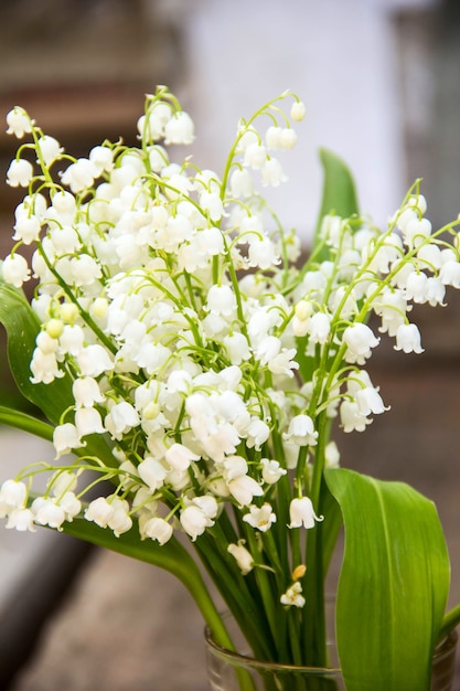 Maiglöckchen Blumen. blühende Maiglöckchen Maiglöckchen.