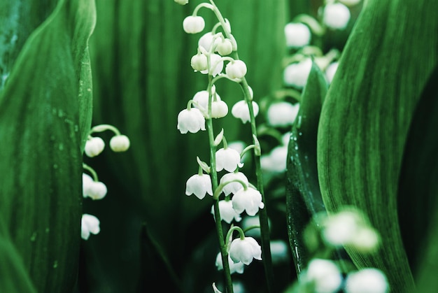 Maiglöckchen im Frühling