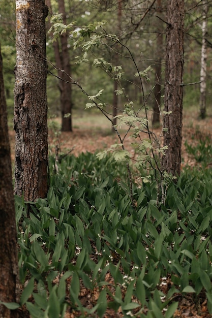 Maiglöckchen im Wald Frühling greem Natur im Wald Bäume aus Holz