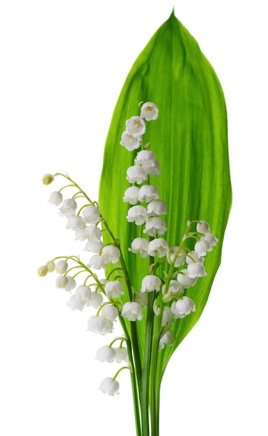 Maiglöckchen isoliert auf weißem Hintergrund Convallaria Blumenstrauß und Blätter