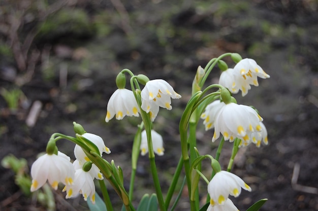 Maiglöckchen wachsen aus der Bodenblüte