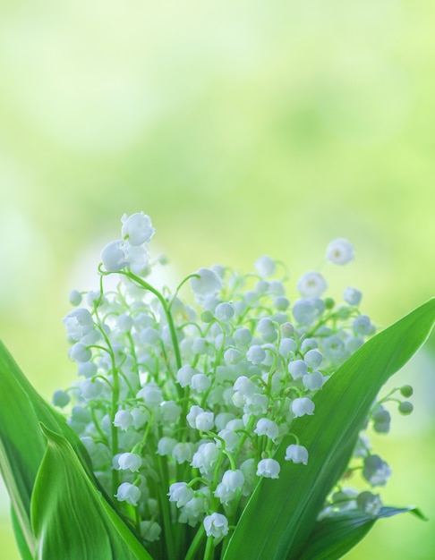 Maiglöckchenblumen schließen auf grünem Bokeh