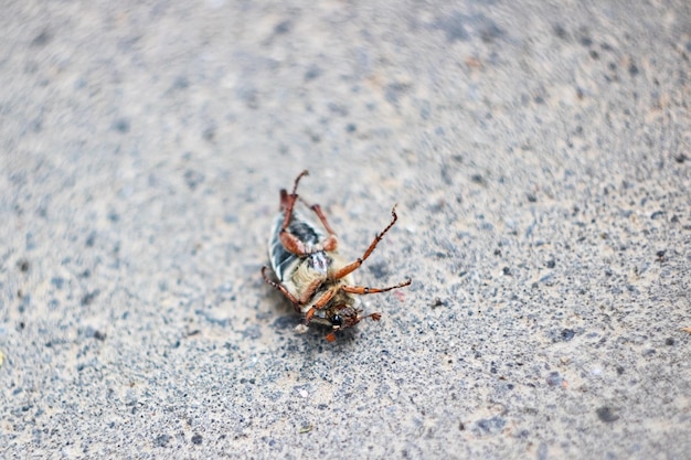 Maikäfer liegt auf dem Rücken auf Asphalt