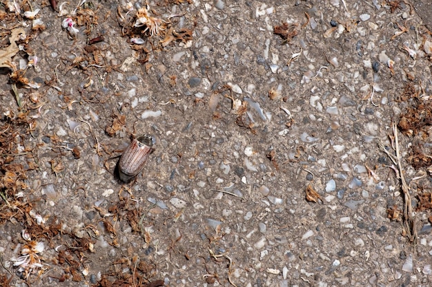 Maikäfer Melolontha Melolontha auf dem Boden in Devon