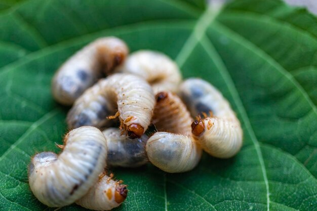 Maikäferlarven Nahaufnahme Gefährlicher Schädling für den Garten Fette Raupe