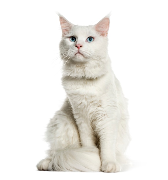 Maine Coon, 8 meses de edad, sentado frente a blanco