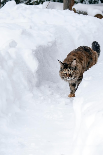 Maine coon cat caminha ao longo do caminho de neve entre os montes de neve