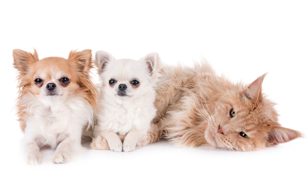 maine coon cat e chihuahua