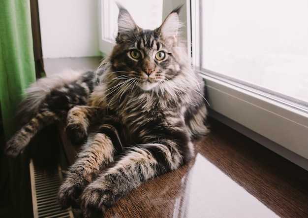 Foto maine coon cat em um peitoril da janela