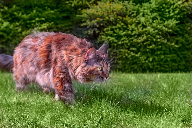 Maine coon cat robando la caza en el césped verde en un día soleado