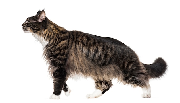 Maine Coon Cat Walking isoliert