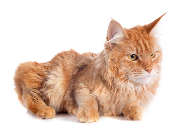 maine coon cat