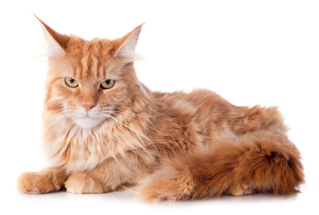 maine coon cat