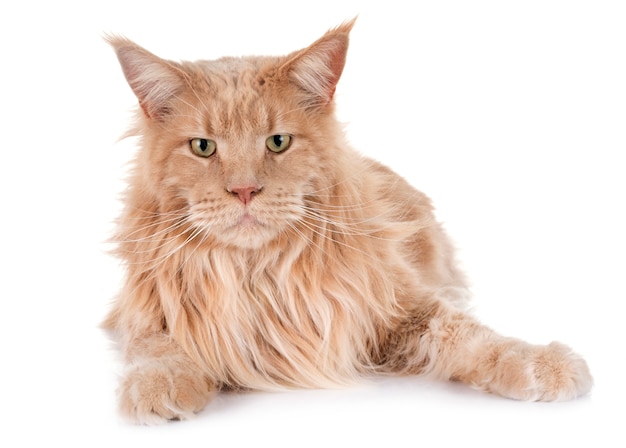 maine coon cat