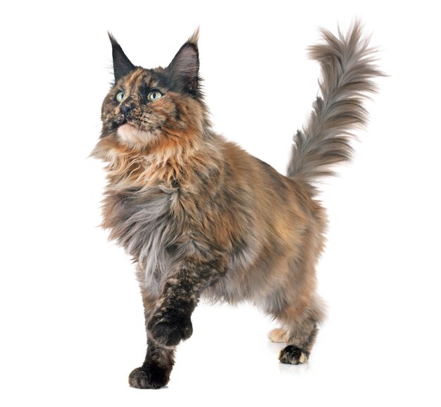 maine coon cat