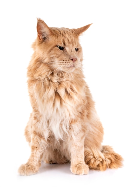 maine coon cat