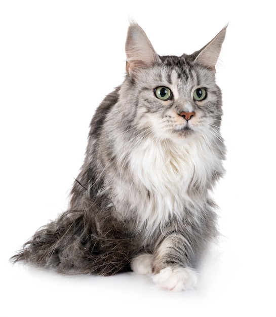 maine coon cat