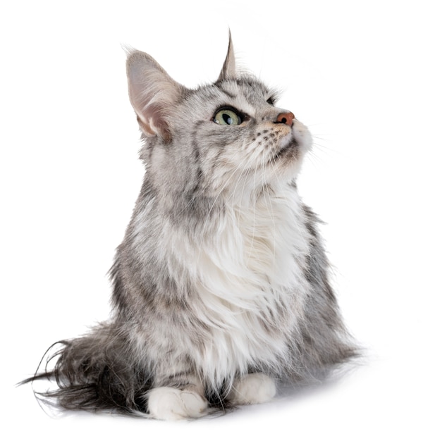 Maine coon cat