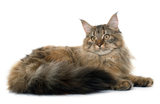 maine coon cat