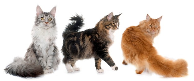 maine coon cats