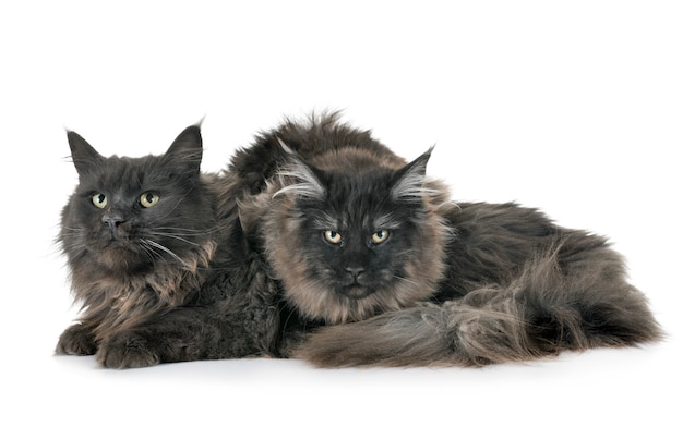 maine coon cats