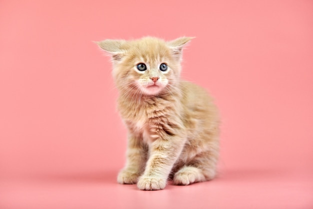 Maine Coon Creme Kätzchen