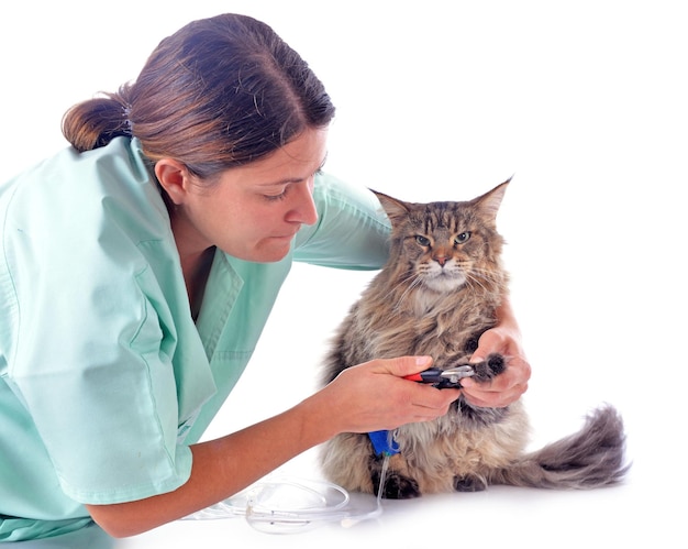 Maine Coon e veterinário