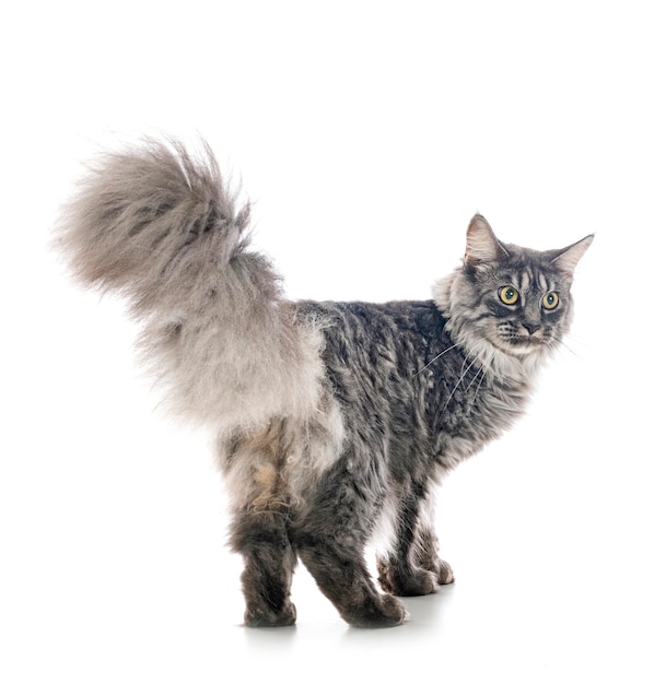 Maine coon en estudio