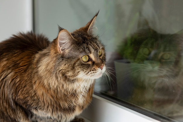 Maine Coon Frau sitzt auf einem Balkon gegen das Fenster.