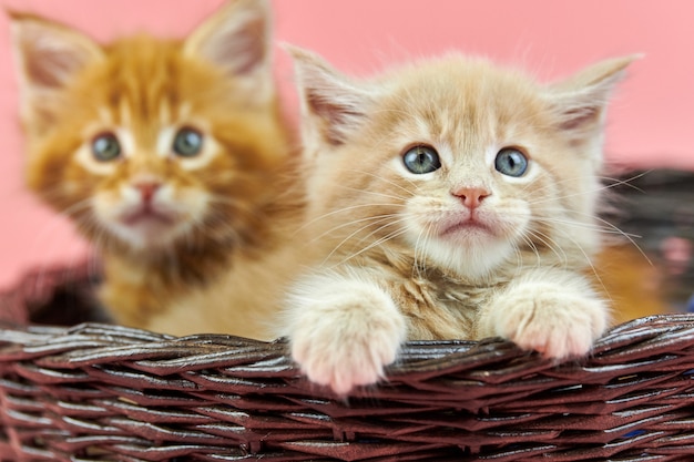 Foto maine coon gatinhos na cesta, vermelho e creme