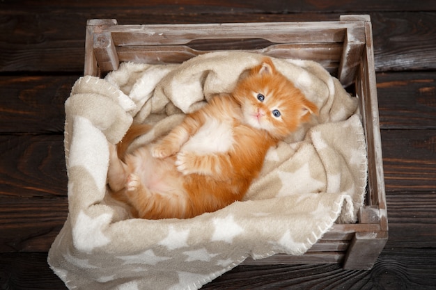 Maine Coon gatito acostado en una caja de madera