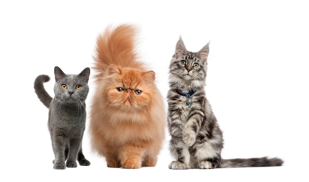 Maine Coon, gatito persa y gato Chartreux